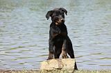 BEAUCERON - PUPPIES 200